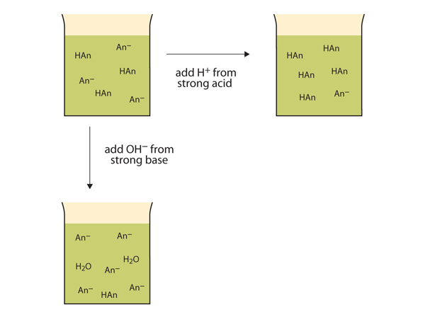 A beaker has the same amount of HAn and An anions. Adding hydrogen ions from a strong acid reduces the An anions and increases the HAn amount. Upon the addition of hydroxyl ions from a strong base to the beaker, one increases An anions, reduces HAn, and introduces water molecules.